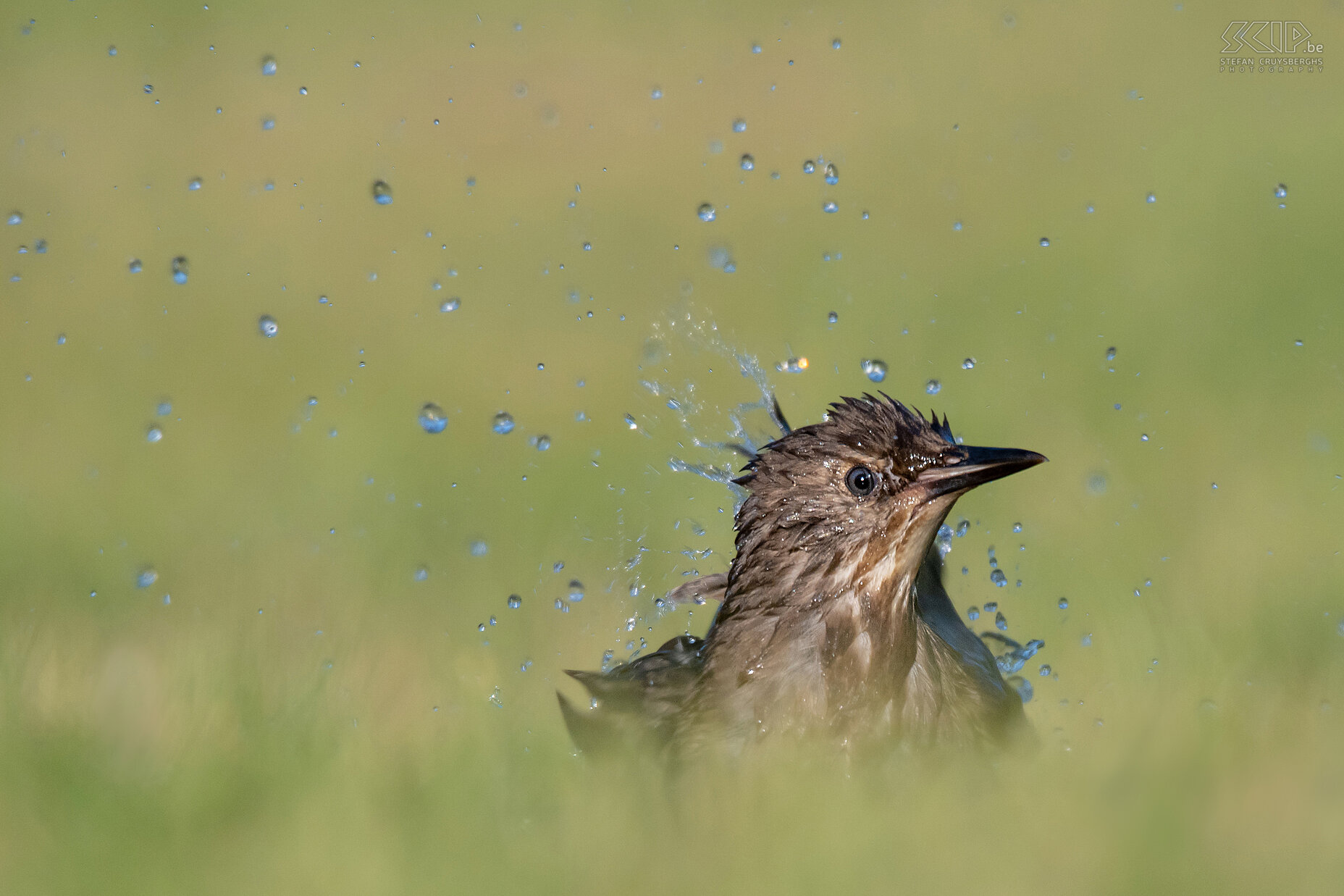 Tuinvogels - Jonge spreeuw Jonge spreeuw (Sturnus vulgaris) die een bad neemt Stefan Cruysberghs